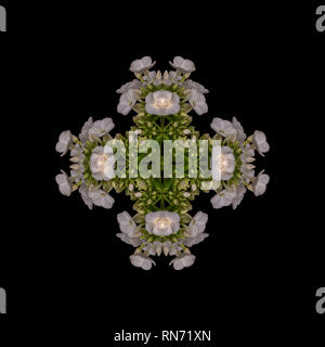 Fine Art Floral dekorativen geometrischen symmetrische Pastelltönen Pattern/Schmuck/Mandala aus Makros von Weiß Grün phloxs auf schwarzem Hintergrund Stockfoto