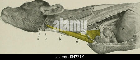 . Die Anatomie der Haustiere. Veterinär Anatomie. EESPIRATOEY SYSTEM DES SCHWEINS - Die NASENHÖHLE 545 mit der Brust - Wand- und apikalen Lappens der linken Lunge so weit zurück wie die thirti Rippe. Sein Gesicht ist weitgehend auf die großen Gefäße vor dem Herzen geformt. Die zervikalen Teil bildet die l) Ulk der Drüse; sie besteht aus der rechten und linken Lappen, die entlang der Trachea anrl Speiseröhre aus der Brust- Einlass in die Schilddrüse erweitern. Die beiden Lappen sind groß an der Wurzel der Hals, wo Sie in apposition. FiQ. 485.-thy-mub der Jungen Kalb. Ein, Thymus (HWS): Teil 6, die Luftröhre; c Stockfoto