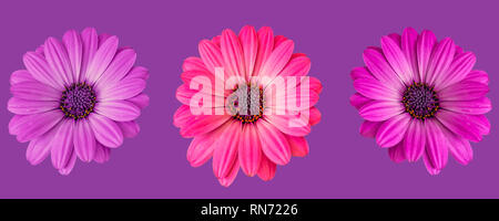 Kunst Stillleben Blume makro Bild aus einer Reihe von drei isolierten weite blühende rosa violett rot Afrikanische/cape Daisy/Marguerite Blüten auf Violett Stockfoto