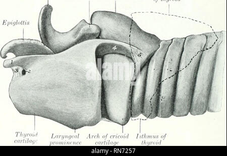 . Die Anatomie der Haustiere. Veterinär Anatomie. 538 DIE ATEMWEGE DES OCHSEN besondere Form. Die Blattspreite ist länglich, und Kurven ventro-lateral von der vorderen Extremitäten der dorsalen parietalen Knorpel, mit dem es verbunden ist. Die cornii Federn aus den seitlichen Teil der Lamina und Kurven dorso-seitlich in den äußeren Flügel des Nasenloch; es trägt auf der Spitze eines kleinen Querstrebe und hat einige Ähnlichkeit mit dem Fluke eines Ankers. Die nasenhöhle ist kurz, witle vorher, enge hinter sich. Es ist nicht kom- plett diviiled durch das Septum, der in seiner posteri Stockfoto