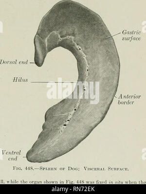 . Die Anatomie der Haustiere. Veterinär Anatomie. Ventrale ende Hund; Paeii Abb. 448.-Sp Abb. 447.- Splees o Oberfläche. Abb. 447 wird von Themen, in denen der Magen voll war, yhile die Orgel in Abb. 1 gezeigt. 448 Ich Magen enthaltenen httie Essen.. Ventrale Ende seitliche sind gut entwickelt, aber die linke seitliche und falciform sind klein; ein Band reicht von "spigelschen Prozess auf der rechten Niere. Die bauchspeicheldrüse Die Bauchspeicheldrüse ist V-förmig, bestehend aus zwei lange schmale Zweigniederlassungen, die in einem spitzen Winkel hinter dem pylorus erfüllen. Das Recht, auch Zweigstellen erstreckt sich rückwärts über den ersten Teil der tluodenum, werden Stockfoto