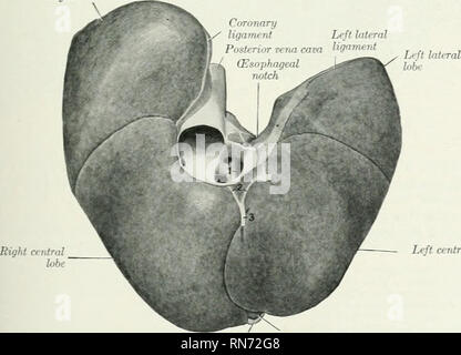 . Die Anatomie der Haustiere. Veterinär Anatomie. llmilUcal riss Abb. 444.- Liteb des Hundes. Weiche Muster skizziert mth Lappen diawn Ai&gt; Art. Rechts lateral Lobe . Zentrale lobe Gall Links - blase Abb. 445.- Leber ich Öffnung in Posterioren ve Quadratische lobe Hund; Pabietax Oberfläche. :?: Ava; 2, coronarj - Ligament; 3, falciform Ligament.. Bitte beachten Sie, dass diese Bilder sind von der gescannten Seite Bilder, die digital für die Lesbarkeit verbessert haben mögen - Färbung und Aussehen dieser Abbildungen können nicht perfekt dem Original ähneln. extrahiert. Sisson, Septimus, 1865-1924. Philadelphia Stockfoto