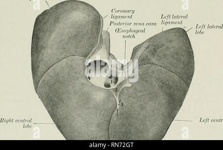 . Die Anatomie der Haustiere. Veterinär Anatomie. Abb. 444.- die Leber des Hundes. Weiche Muster skizziert mit Lappen auseinander gezogen. Rechts lateral lobe. Zentrale lobe Gall Links - blase Quadratische lobe Abb. 445.- die Leber des Hundes; parietalen Sdbface. 3 Öffnung in Vena cava posterior; 2, koronare Ligament; 3, falciform Ligament.. Bitte beachten Sie, dass diese Bilder sind von der gescannten Seite Bilder, die digital für die Lesbarkeit verbessert haben mögen - Färbung und Aussehen dieser Abbildungen können nicht perfekt dem Original ähneln. extrahiert. Sisson, Septimus, 1865-1924. Philadelphia, London, W. B. Sau Stockfoto