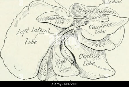 . Die Anatomie der Haustiere. Veterinär Anatomie. Die Leber 503 Erste coccygeal Wirbel und sphincter Ani extemus. Die rückzugsfedern, mit dem coccygei togetlier, bilden eine Art peh-ic-Membran, analog zu dem des Menschen. Die Leber Die Leber relativ groß ist, in der Regel mit einem Gewicht von über 3 Prozent, der Körper-gewicht. Er ist in fünf Chief Vorsprung durch Risse, die zusammen auf dem Portal Spalte geteilt. Wenn die Drüse ex ist - im weichen Zustand post amined, l/ena Cai^a die Nocken können verteilt werden, so dass alle sichtbar werden (Abb. 444), aber wenn die Orgel ist Hart-in-situ-ened der Nocken Stockfoto