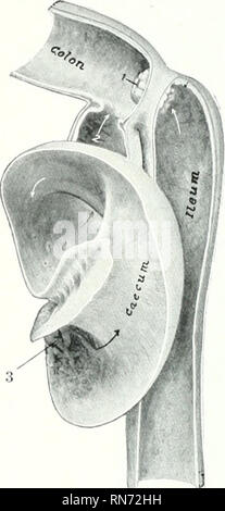 . Die Anatomie der Haustiere. Veterinär Anatomie. 502 DAS VERDAUUNGSSYSTEM DES HUNDES der Dickdarm ist zwei bis zweieinhalb Meter (Ca. 60 bis 75 cm. lang) im Durchschnitt. Seine calilior ist etwa die gleiche wie die der Dünndarm, und es hat weder longitiidinal Ijuiuls noch sacculations. Das Caecum Durchschnittswerte altout fünf oder sechs Zoll (Ca. 12,5-15 cm.) in die Länge und ist flexuous (Abb. 442). Die flachverbinder werden vom Jx' ritoueum, die es auch dem ileum gepflegt. Es ist in der Regel etwa auf halbem Weg zwischen der rechten Flanke und die mediane Ebene liegt, ventral Der iluodemnn Anil t Stockfoto