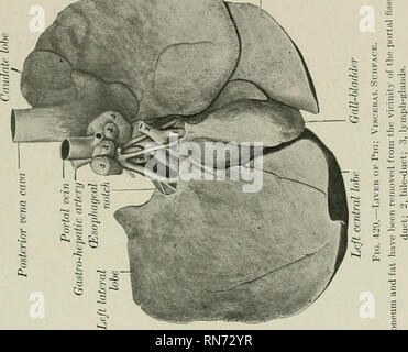 . Die Anatomie der Haustiere. Veterinär Anatomie. Die Leber 489?"-h. Bitte beachten Sie, dass diese Bilder sind von der gescannten Seite Bilder, die digital für die Lesbarkeit verbessert haben mögen - Färbung und Aussehen dieser Abbildungen können nicht perfekt dem Original ähneln. extrahiert. Sisson, Septimus, 1865-1924. Philadelphia, London, W. B. Saunders Company Stockfoto