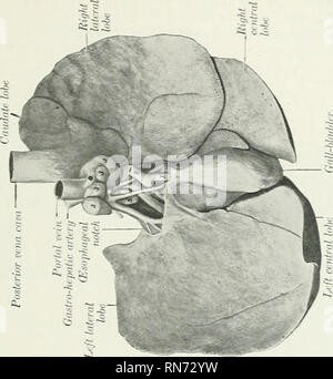 . Die Anatomie der Haustiere. Veterinär Anatomie. Die Leber 489. Bitte beachten Sie, dass diese Bilder sind von der gescannten Seite Bilder, die digital für die Lesbarkeit verbessert haben mögen - Färbung und Aussehen dieser Abbildungen können nicht perfekt dem Original ähneln. extrahiert. Sisson, Septimus, 1865-1924. Saunders Philadelphia Stockfoto