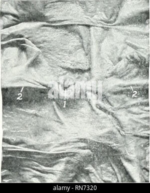 . Die Anatomie der Haustiere. Veterinär Anatomie. FiQ. 424.-Diagramm von Caecum und Colon (Spulen von Doppelpunkt auseinander gezogen wurden. Lang; dieses Teil kann Duodenum bezeichnet werden. Die (hiodenuni dreht stark medial auf die viszerale Oberfläche der Leber auf der rechten Seite des Portals. Anschließend leitet er rückwärts, in Bezug auf die medialen Teil der rechten Niere dorsal und ventral der Doppelpunkt, und über der Mitte des sublumbar Region dreht sich über dem Median. Bitte beachten Sie, dass diese Bilder aus gescannten Seite Bilder, die digital für die Lesbarkeit erhöht worden sein können extrahiert werden - Colorat Stockfoto