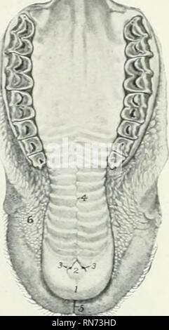 . Die Anatomie der Haustiere. Veterinär Anatomie. Verdauungssystem DER SCHAFE 471 engen Vertiefungen in Form von V und von der zentralen Papilla incisiva getrennt, bei der Tiefen anterioren enden die einschneidende oder naso-pfälzischen Kanäle öffnen. Die Kanten des Gaumens, etwa vierzehn an der Zahl, sind unregelmäßig und deren Kanten glatt sind; die meisten von ihnen Alternative? mit denen der anderen Seite, von dem aus Sie bj' der Median raphe palati getrennt. Die hinteren Drittel oder mehr ist nicht geriffelten und stellt nimierous Blenden der Kanäle der pfälzischen Drüsen. Die Schleimhaut ist Stockfoto