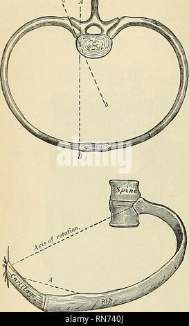 . Anatomie, beschreibende und angewendet werden. Anatomie. 286 Die ARTIKULATIONEN, OB GELENKE entweder Ihre Wirbelsäule oder Komplikationen bei der sternalen Extremitäten. Es ergibt sich daraus, daß, wenn die Rippen sind angehoben, der zentrale Teil für den nach außen gerichteten Schub ist, etwas nach der Art und Weise, in der der Griff einer Schaufel von der Seite weg, wenn in eine horizontale Position angehoben Schub ist, die seitliche Ich ijl Durchmesser des Thorax erhöht wird (siehe Abb. 236). Die Mobilität der diflerent Rippen sehr unterschiedlich. Die erste Rippe ist mehr als die anderen, wegen des Gewichts der oberen Extremität und der Belastung der Rippen unter; aber Stockfoto