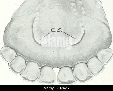 . Die Anatomie der Haustiere. Veterinär Anatomie. 448 VERDAUUNGSSYSTEM DES OCHSEN jeder Seite Der glosso - epiglottic Falten. Tlie Muskeln sind gut entwickelt und Re-semble im Allgemeinen diejenigen des Pferdes; die Hyo-glossus entsteht durch zusätzliche Teile aus der großen und mittleren cornua Der zungenbein. Die Zunge ist sehr pro-tractile ami ist das oberste Organ der prehesion. Die Zähne 1 der Formel der permanenten Zähne der Ochse ist: 0 / 0 0 3 3; (I-C-P-M-I = V^0 3 3 / 32 Die Schneidezähne im Oberkiefer nicht vorhanden sind. Es gibt acht Schneidezähne im Unterkiefer, in einer etwas angeordnet Stockfoto