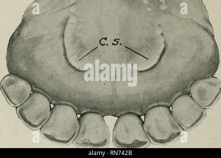 . Die Anatomie der Haustiere. Veterinär Anatomie. 448 VERDAUUNGSSYSTEM DES OCHSEN jeder Seite Der glosso - epiglottic Falten. Die Muskulatur ist gut entwickelt, und re-semble im Allgemeinen diejenigen des Pferdes; die Hyo-glossus entsteht durch zusätzliche Teile aus der großen und mittleren cornua Der zungenbein. Die Zunge ist sehr pro-tractile und ist das oberste Organ der prehesion. Die Zähne 1 der Formel der permanenten Zähne der Ochse ist: / 0 0 3 3 2 (I-C-P-M-) = V 4 0 3 3/Die Schneidezähne im Oberkiefer nicht vorhanden sind. Es gibt acht Schneidezähne im Unterkiefer, in einer etwas Lüfter angeordnet - Stockfoto