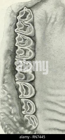 . Die Anatomie der Haustiere. Veterinär Anatomie. Der Mund 445. Bitte beachten Sie, dass diese Bilder sind von der gescannten Seite Bilder, die digital für die Lesbarkeit verbessert haben mögen - Färbung und Aussehen dieser Abbildungen können nicht perfekt dem Original ähneln. extrahiert. Sisson, Septimus, 1865-1924. Saunders Philadelphia Stockfoto