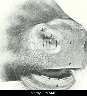 . Die Anatomie der Haustiere. Veterinär Anatomie. 444 VERDAUUNGSSYSTEM DES OCHSEN der csRcum und das Terminal Teil der großen Doppelpunkt. Von diesen ist auf der rechten Seite, um den Zwölffingerdarm fließt, bilden den dritten Teil der mesoduodenum. Auf der linken Seite Es deckt einen Teil der ventralen Oberfläche und den seitlichen Rand der linken Niere, von dem aus auf der Basis der Milz verläuft, bildet der ventralen Schicht der Suspen-sory Ligament der Letzteren. Hinter der Anschlußklemme Teil der großen doppelpunkt von der Bauchdecke um die große A. mesenterica widerspiegelt die große Mesenterium zu bilden. Beh Stockfoto