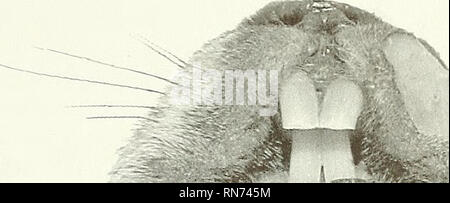 . Anatomie der waldmurmeltier (Marmota Monax). Waldmurmeltier; Säugetiere. Kapitel 9 - Herz-Kreislauf-System 133. ^. Bitte beachten Sie, dass diese Bilder sind von der gescannten Seite Bilder, die digital für die Lesbarkeit verbessert haben mögen - Färbung und Aussehen dieser Abbildungen können nicht perfekt dem Original ähneln. extrahiert. Bezuidenhout, A.J.(Abraham Johannes), 1942; Evans, Howard E. (Howard Edward), 1922. Lawrence, KS: Amerikanische Gesellschaft von Mammalogists Stockfoto