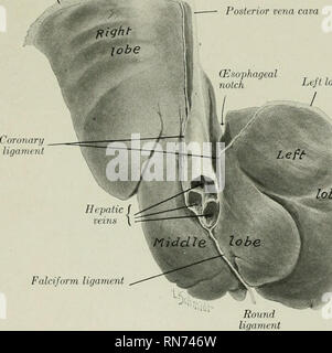 . Die Anatomie der Haustiere. Veterinär Anatomie. Die Leber 435 Höhle Gebiet, welches die Oberfläche der Kontakt mit dem Magen. (3) Von diesem führenden auf der rechten Seite des Portals riss und dorsal ist der duodenalen Eindruck (Impressio duodenahs). (4) Die koliken Eindruck (impressio coHca) ist nach ventral gelegen und auf der rechten Seite der gastrischen antl duodenal Eindrücke, aus denen er von einem Bergrücken getrennt ist; es entspricht der umfangreiche Kontakt Der Diaphragmatica Biegung und Rechten dorsalen Teil des Dickdarms. (5) eine caecal Eindruck (IMPRESSIO C £ ecalis) kann gefunden werden, dorsal Der precedi Stockfoto