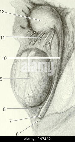 . Anatomie der waldmurmeltier (Marmota Monax). Waldmurmeltier; Säugetiere. 114 Anatomie der Waldmurmeltier, Marmota Monax. Bitte beachten Sie, dass diese Bilder sind von der gescannten Seite Bilder, die digital für die Lesbarkeit verbessert haben mögen - Färbung und Aussehen dieser Abbildungen können nicht perfekt dem Original ähneln. extrahiert. Bezuidenhout, A.J.(Abraham Johannes), 1942; Evans, Howard E. (Howard Edward), 1922. Lawrence, KS: Amerikanische Gesellschaft von Mammalogists Stockfoto