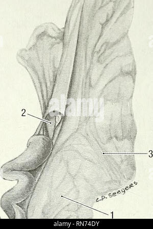 . Anatomie der waldmurmeltier (Marmota Monax). Waldmurmeltier; Säugetiere. 13. Bitte beachten Sie, dass diese Bilder sind von der gescannten Seite Bilder, die digital für die Lesbarkeit verbessert haben mögen - Färbung und Aussehen dieser Abbildungen können nicht perfekt dem Original ähneln. extrahiert. Bezuidenhout, A.J.(Abraham Johannes), 1942; Evans, Howard E. (Howard Edward), 1922. Lawrence, KS: Amerikanische Gesellschaft von Mammalogists Stockfoto