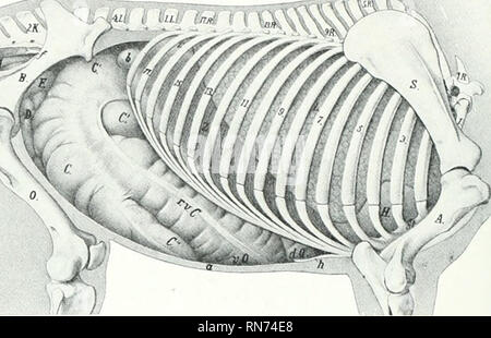 . Die Anatomie der Haustiere. Veterinär Anatomie. 420 VERDAUUNGSSYSTEM DES PFERDES. Abb. 365. - Topographie der Eingeweide von Pferd; rechts anzeigen. IR., Erste thonicic Wirbel; IL., ersten Lendenwirbel; 2 K., zweite sakrale Wirbelsäule; 5., Schulterblatt, A., humerus; / IST., Brustbein: S., Ilium; O., Femur; L.. rechte Lunge; F., Pericardium, Z., Membran (pars Costalis); r. r C., rechts Ven- doppelpunkt; V. F., der Sternalen Biegung der Doppelpunkt; Rf. F., Diaphragmatica Biegung der Doppelpunkt; C, Körper. C. in der Basis. C"., Apex, der Blinddarm;/&gt;.. des Dünndarms; F., Becken- Biegung der Doppelpunkt; M., Rektum: a., Bauchdecke in Kapite Stockfoto