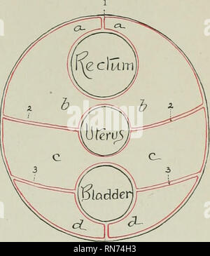 . Die Anatomie der Haustiere. Veterinär Anatomie. Abb. 352.- Schematischer Querschnitt Seow Ar-Abb. 353,- Schematischer Querschnitt zu zeigen Ar-Abmachung der Becken- Bauchfell im Männlichen. abmachung der Becken- Bauchfell im Weiblichen. o. b. Recto-genitalen Tasche; c, c, Vesiko-genitalen Tasche; d, d, Vesiko-pubic Tasche; 1, mesorectum; 2. 2, genitale Falten in den männlichen, breiten Bänder der Gebärmutter bei weiblichen; 3, 3, seitliche Bänder der Blase; 4, Mitte ligament der Blase; v, d., Ductus deferentes; u. m., Uteru ^j masculinus., Menge der subserous und retroperitoneale Fett ist an den Wänden und in Stockfoto