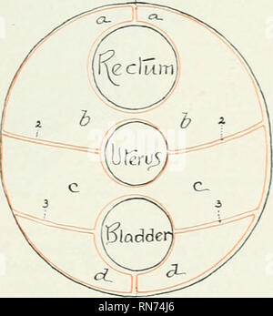 . Die Anatomie der Haustiere. Veterinär Anatomie. Abb. 352.- Schematischer Querschnitt zu zeigen. r-Abb. 353,- Schematic Cross-sectiox zu zeigen Ab* RANGEMEXT der PeL^ IC PeRITOXEC^IX das Männchen. R-AXGEMEXT der PeL 1C PeRITOXEI: ^IX F EM ALE. a. Recto-genitalen Tasche; c, c, Vesiko-genitalen Tasche; Rf. d, vcsico - pubic Tasche; 1, mesorectum; 2. 2, genitale Falten ich Männlich, breiten Bänder der Gebärmutter bei weiblichen; 3, 3, seitliche Ugaments der Blase; 4, Mitte ligament der Blase; t.d., Ductus deferentes; u. m., der Gebärmutter masculinu ^., Menge der subserous und retroperitoneale Fett ist an den Wänden ein gefunden Stockfoto