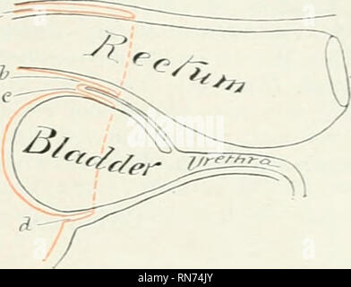 . Die Anatomie der Haustiere. Veterinär Anatomie. Die Becken- Buchse 413 pectineal Linien und der Kreuz-darmbein-sciatic Bänder. Der ventralen Wand oder Boden ist durch die Scham- und Sitzbeinhöcker Knochen gebildet. Die Grenze der Steckdose wird durch die dritte Coccygeal Wirbel dorsalh gebildet -, die sitzbeinhöcker Arch ventraily, und die hinteren Kanten der Kreuz-darmbein-sciatic Bänder und semi-membranosus Muskeln seitlich. Die lassen sich durch die PERINEALE fascia geschlossen; dieser besteht von oberflächlichen und tiefen Schichten, die rund um den Rand der Steckdose angeschlossen sind und zentral zu den Organen am Auslass der Anu Stockfoto