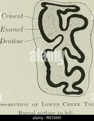 . Die Anatomie der Haustiere. Veterinär Anatomie. Abb. 345,- Froxt.^l Kapite. x der unteren Backe Zahn oder Pferd. C, Zellstoff Hohlraum. Infundibulum gefüllt mit Zement.. Abb. 346.-Cross-sectiox von Lowe Bukkale suchspray Wange Zahn Pferd. Auch ähnlich, aber die eingebettete Teile noch mehr voneinander abweichen, mit Ausnahme der Ersten und der Zweiten. Die lange Achse des ersten vertikalen ist; der Rest jiroject nach unten und rückwärts in einer allmählich zunehmenden Schräglage. Die Buc-cal Oberfläche hat eine longitudinale Furche; die letzten Molaren hat eine sekundäre shal - untere Furche zusätzlich. Die mehrsprachige Oberfläche ist ungleichmäßig Stockfoto