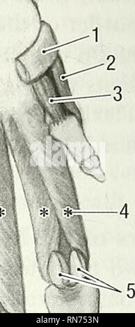 . Anatomie der waldmurmeltier (Marmota Monax). Waldmurmeltier; Säugetiere. : Ein? P-. Bitte beachten Sie, dass diese Bilder sind von der gescannten Seite Bilder, die digital für die Lesbarkeit verbessert haben mögen - Färbung und Aussehen dieser Abbildungen können nicht perfekt dem Original ähneln. extrahiert. Bezuidenhout, A.J.(Abraham Johannes), 1942; Evans, Howard E. (Howard Edward), 1922. Lawrence, KS: Amerikanische Gesellschaft von Mammalogists Stockfoto