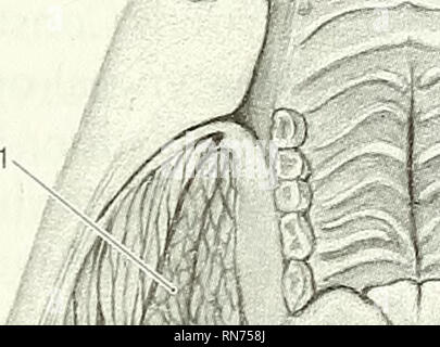 . Anatomie der waldmurmeltier (Marmota Monax). Waldmurmeltier; Säugetiere. ? Ein. Bitte beachten Sie, dass diese Bilder sind von der gescannten Seite Bilder, die digital für die Lesbarkeit verbessert haben mögen - Färbung und Aussehen dieser Abbildungen können nicht perfekt dem Original ähneln. extrahiert. Bezuidenhout, A.J.(Abraham Johannes), 1942; Evans, Howard E. (Howard Edward), 1922. Lawrence, KS: Amerikanische Gesellschaft von Mammalogists Stockfoto