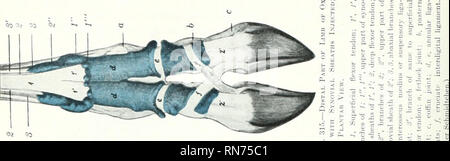 . Die Anatomie der Haustiere. Veterinär Anatomie. 358 DIE MUSKELN DER OCHSE. Bitte beachten Sie, dass diese Bilder sind von der gescannten Seite Bilder, die digital für die Lesbarkeit verbessert haben mögen - Färbung und Aussehen dieser Abbildungen können nicht perfekt dem Original ähneln. extrahiert. Sisson, Septimus, 1865-1924. Saunders Philadelphia Stockfoto