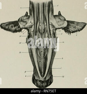 . Die Anatomie der Haustiere. Veterinär Anatomie. 346 DIE MUSKELN DER OCHSE mandibulären Muskeln der masseter nicht so groß ist wie in der Pferd; ein erheblicher Teil der Sie entsteht, auf die Gesichtshaut tuberosity und ist schräg nach hinten und nach unten gerichtet, so dass es den Unterkiefer nach vorne ziehen würde als auch nach oben. Der M. temporalis entspricht der zeitlichen Fossa, und ist daher länger und ganz lateral in Position. Der pterygoideus medialis ergibt sich aus der seitlichen Oberfläche der senkrechten Teil der pfälzischen Knochen aiad Vom lateralis jDrocess. Da der Ursprung ist näher. Abb. 302 Stockfoto