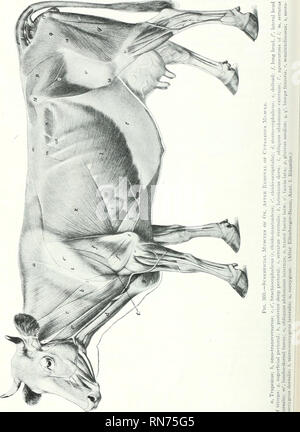 . Die Anatomie der Haustiere. Veterinär Anatomie. 348 DIE MUSKELN DER OCHSE. Bitte beachten Sie, dass diese Bilder sind von der gescannten Seite Bilder, die digital für die Lesbarkeit verbessert haben mögen - Färbung und Aussehen dieser Abbildungen können nicht perfekt dem Original ähneln. extrahiert. Sisson, Septimus, 1865-1924. Saunders Philadelphia Stockfoto