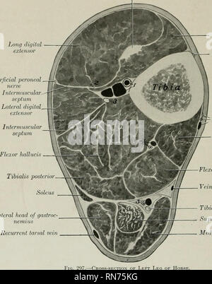 . Die Anatomie der Haustiere. Veterinär Anatomie. 340 Bindegewebe und Muskeln DES PFERDES im mittleren Drittel des posterioren Oberfläche und dem oberen Teil der seitlichen Rand der Tibia, die posteriore Grenze der Fibel und der interosseous Ligament. Einfügen - Der taschenklappen Crest und der angrenzenden Fläche der Knorpel der dritten Phalanx. Aktion - Flex die Ziffer und das Sprunggelenk zu verlängern. Struktur. - (1) Die mediale Kopf ist bezeichnet die Lange digitale flexor (M. flexor Digitalis longus s. flexor Accessorius); es ist leicht isoliert (Abbn. 298, 584). Es hat eine Fusiform Bauch, die cr Stockfoto