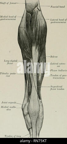 . Die Anatomie der Haustiere. Veterinär Anatomie. 338 Bindegewebe und Muskeln DES PFERDES Blut - liefern. - Nerven -.-- Anterior tibial Arterie. - Peronaeus Nerv. Die Welle des femu: Faiscial band B. Plantar Gruppe 1. Gastrocnemius (Abbn. 268, 292, 296). - Dieser Muskel erstreckt sich von der distalen Drittel der fenmr zu der Stelle, an der der Hock. Sie entsteht durch zwei Köpfe. Herkunft. - (1) Seitliche Kopf, von der seitlichen supracondy-loid Crest (Marge von der supra-condyloid Fossa); (2) mediale Kopf, von der medialen supra-condyloid Crest. Einfügen - im hinteren Teil der Knolle calcis. Aktion. - Bis zum Sprunggelenk erweitern Stockfoto