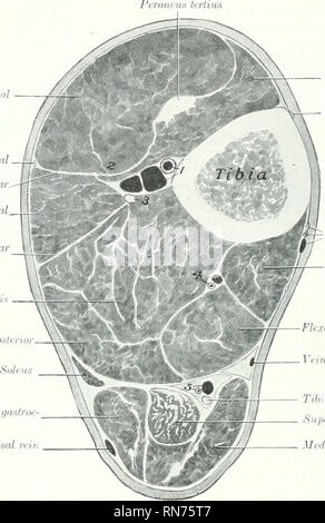 . Die Anatomie der Haustiere. Veterinär Anatomie. 340 FASCLE UND MUSKELN DES PFERDES der Mitte tliird der hinteren Oberfläche und dem oberen Teil der seitlichen Rand der Tibia, der Posterioren Ijortler der fil) Ula, und der interosseous Ligament. Einfügen - Der taschenklappen Crest und der angrenzenden Fläche der Knorpel der dritten Phalanx. Aktion - Flex die Ziffer und das Sprunggelenk jdint zu verlängern. Struktur. - (1) Die mediale Kopf ist die lange Digitale flexor (M. bezeichnet HexDr digitalis Longus s. flexor Accessorius); es ist leicht isoliert (Abbn. 298, 584). Es hat eine Fusiform Bauch, die Stockfoto