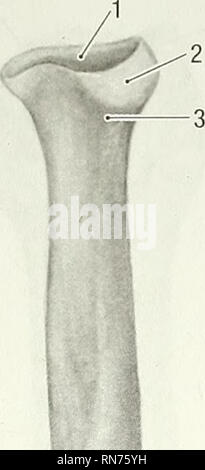 . Anatomie der waldmurmeltier (Marmota Monax). Waldmurmeltier; Säugetiere. 32 Anatomie der Waldmurmeltier, Marmota Monax. Bitte beachten Sie, dass diese Bilder sind von der gescannten Seite Bilder, die digital für die Lesbarkeit verbessert haben mögen - Färbung und Aussehen dieser Abbildungen können nicht perfekt dem Original ähneln. extrahiert. Bezuidenhout, A.J.(Abraham Johannes), 1942; Evans, Howard E. (Howard Edward), 1922. Lawrence, KS: Amerikanische Gesellschaft von Mammalogists Stockfoto