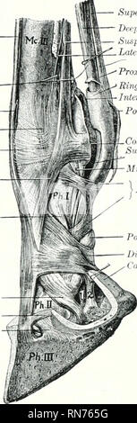 . Die Anatomie der Haustiere. Veterinär Anatomie. 316 FASCI. E UND MUSKELN DES PFERDES des zweiten Phalanx, und bildet eine Klemme Lüfter - wie Expansion. An den Riemenscheiben der Ziffer die Sehne Knorpel enthält und verdickt. Von der distalen Viertel Der metaearjius zum distalen Ende des zweiten Phalanx in der Dig umher - ital synovialen Hülle in Verbindung mit der suj^ erficial flexor beschrieben. Der Bursa podotrochlearis oder strahlbein Bursa ist fountl zwischen der Sehne und dem distalen sesa - waqass oder navicidar schärfen. Das terminal jiart der Sehne ist in der distalen gebunden Stockfoto