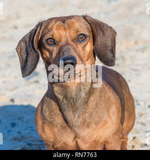 Dackel Hund am Strand. Stockfoto