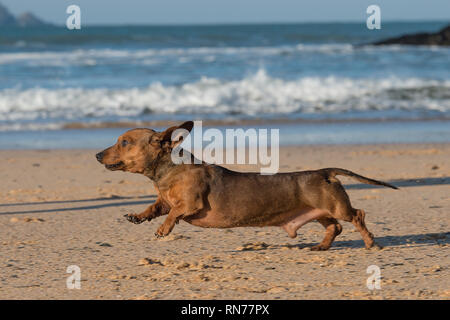 Dackel Hund am Strand. Stockfoto