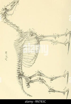 . Die Anatomie und Physiologie des Pferdes: mit anatomischen und questional Illustrationen. Enthält auch eine Reihe von Prüfungen auf equine Anatomie und Physiologie, mit Anweisungen in Bezug auf die Zerlegung und den Modus für die anatomische Präparate. Zu dem wird hinzugefügt, Glossar der veterinärrechtlichen Formalitäten, toxikologische und Wörterbuch der Veterinärmedizin. Pferde. . Bitte beachten Sie, dass diese Bilder aus gescannten Seite Bilder, die digital für die Lesbarkeit verbessert haben mögen - Färbung und Aussehen dieser Abbildungen können nicht genau mit dem Original ähneln extrahiert werden Stockfoto