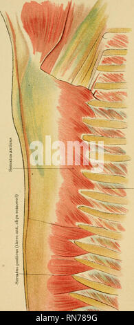 . Die Anatomie des Pferdes: eine Sektion. Pferde, Pferde - - Anatomie. . Bitte beachten Sie, dass diese Bilder sind von der gescannten Seite Bilder, die digital für die Lesbarkeit verbessert haben mögen - Färbung und Aussehen dieser Abbildungen können nicht perfekt dem Original ähneln. extrahiert. McFadyean, John, Sir, 1853-1941. Edinburgh: Johnston Stockfoto