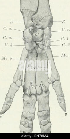 Die Anatomie Der Haustiere Veterinar Anatomie U I C U C Ein C U Ci 4 7 C4c Mc 5 W M Jf Links Thor Flg 1 S 9 Skelett