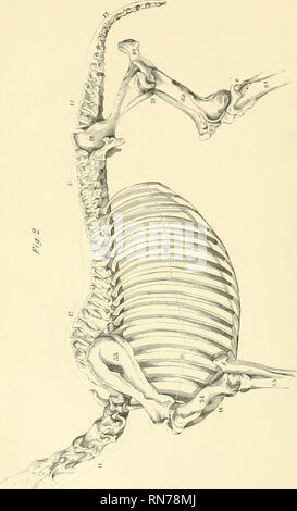 . Die Anatomie und Physiologie des Pferdes: mit anatomischen und questional Illustrationen. Enthält auch eine Reihe von Prüfungen auf equine Anatomie und Physiologie, mit Anweisungen in Bezug auf die Zerlegung und den Modus für die anatomische Präparate. Zu dem wird hinzugefügt, Glossar der veterinärrechtlichen Formalitäten, toxikologische und Wörterbuch der Veterinärmedizin. Pferde. . Bitte beachten Sie, dass diese Bilder aus gescannten Seite Bilder, die digital für die Lesbarkeit verbessert haben mögen - Färbung und Aussehen dieser Abbildungen können nicht genau mit dem Original ähneln extrahiert werden Stockfoto