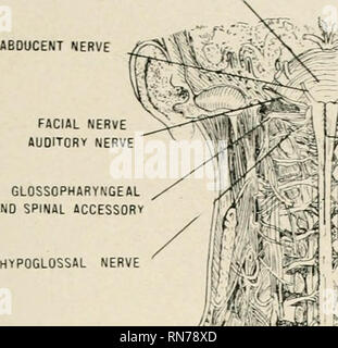 . Anatomie auf den Punkt: Eine Abhandlung über die Anatomie des Menschen in seiner Beziehung zu Osteopathie. Die menschliche Anatomie; osteopathische Medizin osteopathische Medizin; Anatomie. CXCVI PLATTE. Anteriore Ansicht 0^ PONS VAROLII. Trt. utMINUS NERV (DlV'r..) 7 "ttfc GLOSSOPHARYNGEAL VAGUS UND SPINALEN ACCESSORi Nucleus nervus hypoglossus NERV iUALENUS SUBCLaKIAN ANTICUS ARTERIE erster Rippe p ifel 1? 14* - INTERNE CA" CTIO "Vena jugularis interna V £ | N'. EDULLA OBLONGATA". 7 ERI0R ZERVIKALEN GAN: LION STERNO-CLEIDO MASTOID ism, MITTE LcHVICH GANGLION Plexus brachialis minderwertigen zervikalen G'SGLION INTERKOSTALEN ARTE ICH - VEIN NERV SYMPATHISCH GA Stockfoto