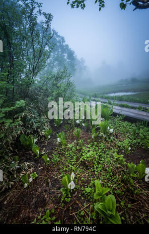 Wandern in den Nebel. Verschiedene alpine Pflanzen können im frühen Sommer beobachtet werden. Tsugaike, Hakuba, Gebirge, Nagano, Japan Stockfoto