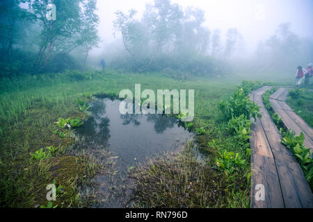 Wandern in den Nebel. Verschiedene alpine Pflanzen können im frühen Sommer beobachtet werden. Tsugaike, Hakuba, Gebirge, Nagano, Japan Stockfoto