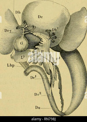 . Die Anatomie der Frosch. Frösche - - Anatomie; Amphibien - Anatomie. 300 DER VERDAUUNGSTRAKT, etc. ein. Eine seröse Mantel der peritonealen endotlielium. / 3. Einen muskulösen Mantel, mit unstriated Muskel-Fasern und con nective-Gewebe. y. Eine sub-schleimige Schicht areolar-Gewebe Abb. 199. b. Eine intenial Futter der columnar epithelium. e. Die Wände der Galle-l) Leiter sind reich mit Blut - ves-sels aus der Mukoviszidose ar-Batterien (s. geliefert 233); diese bilden ein dichtes Netz im submuköse Mantel. ^. Die muskulös und submuköse Mäntel besitzen auch eine reiche nervös Plexus, die Ganglien enthält und ähnelt Auerbaeh Stockfoto