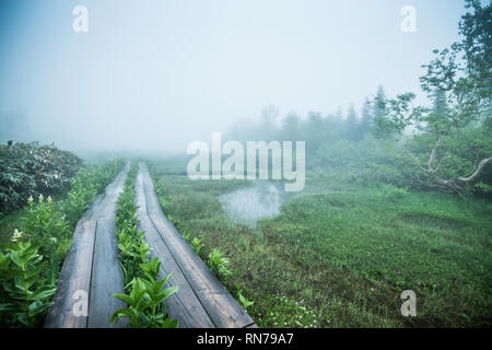 Wandern in den Nebel. Verschiedene alpine Pflanzen können im frühen Sommer beobachtet werden. Tsugaike, Hakuba, Gebirge, Nagano, Japan Stockfoto