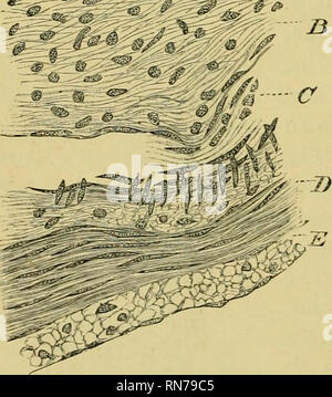 . Die Anatomie der Frosch. Frösche - - Anatomie; Amphibien - Anatomie. 292 DER VERDAUUNGSTRAKT, etc. Abb. 192. ^ ein Klein beschreibt ein zweites System von g-ang-Lion-Zellen, in Maschen^ whicli aufgestellt werden von den Nervenzellen gebildet - Amtsleitungen des Plexus. Diese ganglion-Zellen sind viel Larg - äh, als der ehemalige^ und Multipolaren; ihre protoj^ lasm, die ist deutlich Fibrillären^ mit g-ranules zwischen den Fibrillen, mit einem oder zwei langen, dicken Prozesse und mehrere kurze und Dünne vorgesehen ist; in der Regel werden die Prozesse abgezweigt. Die allgemeine Form der Zellen ist länglich, die dicken, langen Prozessen bei Stockfoto