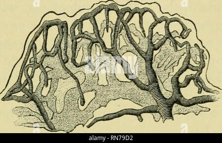 . Die Anatomie der Frosch. Frösche - - Anatomie; Amphibien - Anatomie. Der Verdauungstrakt. 291. Isolierte Falte der Schleimhaut des Dünndarms von Rana lemjioraria; nach Langer. Vierzig mal in natürlicher Größe. Blutgefäße gestreift schattiert. lacteals lacteals sind nicht einfach, aber in der Form o £ ein grobes Netz (Abb. 189), (Langer).] (7) [Die Nerven der tlie Abb. 190. Dünndarm (s. 200) Usu-al Folgen ly die Arterien der muskulöse Mäntel, zwischen denen Sie bilden ein Plexus (Auerbachs Plexus); von diesem zahlreiche Zweige werden abgegeben, die coiirse allein oder in Gesellschaft mit Schiffen der Schleimhäute Stockfoto